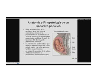 9.  presentacion podalica y transversa