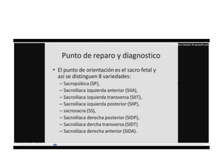 9.  presentacion podalica y transversa