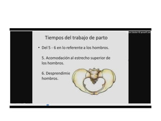 9.  presentacion podalica y transversa