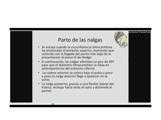 9.  presentacion podalica y transversa