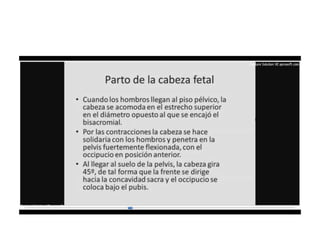 9.  presentacion podalica y transversa