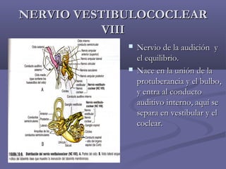NNEERRVVIIOO VVEESSTTIIBBUULLOOCCOOCCLLEEAARR 
VVIIIIII 
 NNeerrvviioo ddee llaa aauuddiicciióónn yy 
eell eeqquuiilliibbrriioo.. 
 NNaaccee eenn llaa uunniióónn ddee llaa 
pprroottuubbeerraanncciiaa yy eell bbuullbboo,, 
yy eennttrraa aall ccoonndduuccttoo 
aauuddiittiivvoo iinntteerrnnoo,, aaqquuíí ssee 
sseeppaarraa eenn vveessttiibbuullaarr yy eell 
ccoocclleeaarr.. 
 
