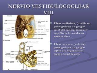 NNEERRVVIIOO VVEESSTTIIBBUULLOOCCOOCCLLEEAARR 
VVIIIIII 
 FFiibbrraass vveessttiibbuullaarreess,, ((eeqquuiilliibbrriioo)),, 
pprroolloonnggaacciioonneess ddeell ggaanngglliioo 
vveessttiibbuullaarr hhaacciiaa llaass mmááccuullaass yy 
aammppoollllaass ddee llooss ccoonndduuccttooss 
sseemmiicciirrccuullaarreess.. 
 FFiibbrraass ccoocclleeaarreess,, ((aauuddiicciióónn)) 
pprroolloonnggaacciioonneess ddeell ggaanngglliioo 
eessppiirraall qquuee lllleeggaann hhaassttaa eell 
óórrggaannoo eessppiirraall ddee ccoorrttii.. 
 