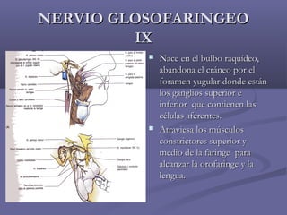 NNEERRVVIIOO GGLLOOSSOOFFAARRIINNGGEEOO 
IIXX 
 NNaaccee eenn eell bbuullbboo rraaqquuííddeeoo,, 
aabbaannddoonnaa eell ccrráánneeoo ppoorr eell 
ffoorraammeenn yyuugguullaarr ddoonnddee eessttáánn 
llooss ggaanngglliiooss ssuuppeerriioorr ee 
iinnffeerriioorr qquuee ccoonnttiieenneenn llaass 
ccéélluullaass aaffeerreenntteess.. 
 AAttrraavviieessaa llooss mmúússccuullooss 
ccoonnssttrriiccttoorreess ssuuppeerriioorr yy 
mmeeddiioo ddee llaa ffaarriinnggee ppaarraa 
aallccaannzzaarr llaa oorrooffaarriinnggee yy llaa 
lleenngguuaa.. 
 