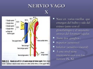 NNEERRVVIIOO VVAAGGOO 
XX 
 NNaaccee eenn vvaarriiaass rraaiicciillllaass qquuee 
eemmeerrggeenn ddeell bbuullbboo yy ssaallee ddeell 
ccrráánneeoo jjuunnttoo ccoonn eell 
gglloossooffaarríínnggeeoo yy eell aacccceessoorriioo 
aattrraavveess ddeell ffoorraammeenn yyuugguullaarr.. 
 TTiieennee ddooss ggaanngglliiooss :: 
 SSuuppeerriioorr ((sseennssiittiivvoo)) 
 IInnffeerriioorr ((sseennssiittiivvoo vviisscceerraall)) 
 AA eessttee nniivveell ttiieennee 
iinntteerrccoonneexxiioonneess ccoonn llooss 
nneerrvviiooss IIXX,, XXII.. 
 