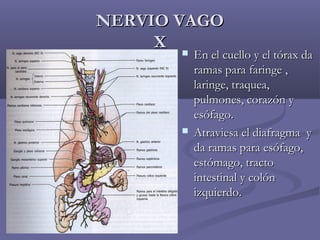 NNEERRVVIIOO VVAAGGOO 
XX  EEnn eell ccuueelllloo yy eell ttóórraaxx ddaa 
rraammaass ppaarraa ffaarriinnggee ,, 
llaarriinnggee,, ttrraaqquueeaa,, 
ppuullmmoonneess,, ccoorraazzóónn yy 
eessóóffaaggoo.. 
 AAttrraavviieessaa eell ddiiaaffrraaggmmaa yy 
ddaa rraammaass ppaarraa eessóóffaaggoo,, 
eessttóómmaaggoo,, ttrraaccttoo 
iinntteessttiinnaall yy ccoollóónn 
iizzqquuiieerrddoo.. 
 