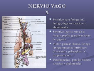 NNEERRVVIIOO VVAAGGOO 
XX 
 SSeennssiittiivvoo ppaarraa ffaarriinnggee iinnff..,, 
llaarriinnggee,, óórrggaannooss ttoorráácciiccooss yy 
aabbddoommiinnaalleess.. 
 SSeennssiittiivvoo ((gguussttoo)) rraaíízz ddee llaa 
lleenngguuaa,, ppaappiillaass gguussttaattiivvaass ssoobbrree 
llaa eeppiigglloottiiss.. 
 MMoottoorr:: ppaallaaddaarr bbllaannddoo,, ffaarriinnggee,, 
llaarriinnggee mmúússccuullooss iinnttrríínnsseeccooss 
((ffoonnaacciióónn)) yy ppaallaattoogglloossoo.. YY 
pprrooppiioocceeppcciióónn.. 
 PPaarraassiimmppááttiiccoo :: ppaarraa llaass vvíísscceerraass 
ttoorráácciiccaass yy aabbddoommiinnaalleess.. 
 