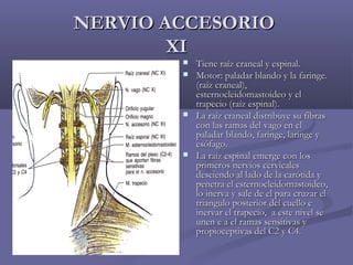 NNEERRVVIIOO AACCCCEESSOORRIIOO 
XXII 
 TTiieennee rraaíízz ccrraanneeaall yy eessppiinnaall.. 
 MMoottoorr:: ppaallaaddaarr bbllaannddoo yy llaa ffaarriinnggee.. 
((rraaíízz ccrraanneeaall)),, 
eesstteerrnnoocclleeiiddoommaassttooiiddeeoo yy eell 
ttrraappeecciioo ((rraaíízz eessppiinnaall)).. 
 LLaa rraaíízz ccrraanneeaall ddiissttrriibbuuyyee ssuu ffiibbrraass 
ccoonn llaass rraammaass ddeell vvaaggoo eenn eell 
ppaallaaddaarr bbllaannddoo,, ffaarriinnggee,, llaarriinnggee yy 
eessóóffaaggoo.. 
 LLaa rraaíízz eessppiinnaall eemmeerrggee ccoonn llooss 
pprriimmeerrooss nneerrvviiooss cceerrvviiccaalleess 
ddeesscciieennddoo aall llaaddoo ddee llaa ccaarróóttiiddaa yy 
ppeenneettrraa eell eesstteerrnnoocclleeiiddoommaassttooiiddeeoo,, 
lloo iinneerrvvaa yy ssaallee ddee eell ppaarraa ccrruuzzaarr eell 
ttrriiaanngguulloo ppoosstteerriioorr ddeell ccuueelllloo ee 
iinneerrvvaarr eell ttrraappeecciioo,, aa eessttee nniivveell ssee 
uunneenn ee aa eell rraammaass sseennssiittiivvaass yy 
pprrooppiioocceeppttiivvaass ddeell CC22 yy CC44.. 
 