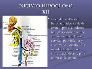 NNEERRVVIIOO HHIIPPOOGGLLOOSSOO 
XXIIII 
 NNaaccee ddee rraaiicciillllaass ddeell 
bbuullbboo rraaqquuííddeeoo yy ssaallee ddeell 
ccrráánneeoo ppoorr eell ccoonndduuccttoo 
hhiippoogglloossoo,, ddoonnddee ssee uunnee 
ccoonn uunnaa rraammaa ddeell pplleexxoo 
cceerrvviiccaall,, ppaassaa iinnffeerriioorr yy 
aaddeennttrroo ddeell AAnngguulloo ddee llaa 
mmaannddííbbuullaa,, hhaaccee uunnaa 
ccuurrvvaa hhaacciiaa ddeellaannttee ppaarraa 
eennttrraarr eenn llaa lleenngguuaa.. 
 