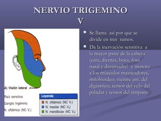 NNEERRVVIIOO TTRRIIGGEEMMIINNOO 
VV 
 SSee llllaammaa aassíí ppoorr qquuee ssee 
ddiivviiddee eenn ttrreess rraammooss.. 
 DDaa llaa iinneerrvvaacciióónn sseennssiittiivvaa aa 
llaa mmaayyoorr ppaarrttee ddee llaa ccaabbeezzaa 
((ccaarraa,, ddiieenntteess,, bbooccaa,, ffoossaa 
nnaassaall yy dduurraammaaddrree)) yy mmoottoorraa 
aa llooss mmúússccuullooss mmaassttiiccaaddoorreess,, 
mmiilloohhiiooiiddeeoo,, vviieennttrree aanntt.. ddeell 
ddiiggáássttrriiccoo,, tteennssoorr ddeell vveelloo ddeell 
ppaallaaddaarr yy tteennssoorr ddeell ttíímmppaannoo 
 