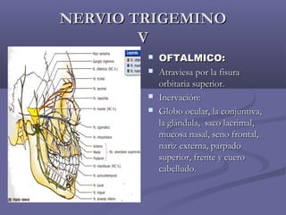 NNEERRVVIIOO TTRRIIGGEEMMIINNOO 
VV 
 OOFFTTAALLMMIICCOO:: 
 AAttrraavviieessaa ppoorr llaa ffiissuurraa 
oorrbbiittaarriiaa ssuuppeerriioorr.. 
 IInneerrvvaacciióónn:: 
 GGlloobboo ooccuullaarr,, llaa ccoonnjjuunnttiivvaa,, 
llaa gglláánndduullaa,, ssaaccoo llaaccrriimmaall,, 
mmuuccoossaa nnaassaall,, sseennoo ffrroonnttaall,, 
nnaarriizz eexxtteerrnnaa,, ppaarrppaaddoo 
ssuuppeerriioorr,, ffrreennttee yy ccuueerroo 
ccaabbeelllluuddoo.. 
 