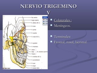 NNEERRVVIIOO TTRRIIGGEEMMIINNOO 
VV 
 CCoollaatteerraalleess :: 
 MMeenníínnggeeooss.. 
 TTeerrmmiinnaalleess:: 
 FFrroonnttaall,, nnaassaall,, llaaccrriimmaall.. 
 