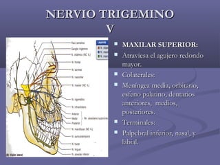 NNEERRVVIIOO TTRRIIGGEEMMIINNOO 
VV 
 MMAAXXIILLAARR SSUUPPEERRIIOORR:: 
 AAttrraavviieessaa eell aagguujjeerroo rreeddoonnddoo 
mmaayyoorr.. 
 CCoollaatteerraalleess:: 
 MMeenníínnggeeaa mmeeddiiaa,, oorrbbiittaarriioo,, 
eessffeennoo ppaallaattiinnoo,, ddeennttaarriiooss 
aanntteerriioorreess,, mmeeddiiooss,, 
ppoosstteerriioorreess.. 
 TTeerrmmiinnaalleess:: 
 PPaallppeebbrraall iinnffeerriioorr,, nnaassaall,, yy 
llaabbiiaall.. 
 