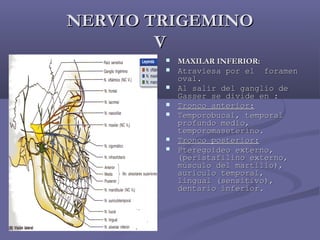 NNEERRVVIIOO TTRRIIGGEEMMIINNOO 
VV 
 MMAAXXIILLAARR IINNFFEERRIIOORR:: 
 AAttrraavviieessaa ppoorr eell ffoorraammeenn 
oovvaall.. 
 AAll ssaalliirr ddeell ggaanngglliioo ddee 
GGaasssseerr ssee ddiivviiddee eenn :: 
 TTrroonnccoo aanntteerriioorr:: 
 TTeemmppoorroobbuuccaall,, tteemmppoorraall 
pprrooffuunnddoo mmeeddiioo,, 
tteemmppoorroommaasseetteerriinnoo.. 
 TTrroonnccoo ppoosstteerriioorr:: 
 PPtteerreeggooiiddeeoo eexxtteerrnnoo,, 
((ppeerriissttaaffiilliinnoo eexxtteerrnnoo,, 
mmúússccuulloo ddeell mmaarrttiilllloo)),, 
aauurrííccuulloo tteemmppoorraall,, 
lliinngguuaall ((sseennssiittiivvoo)),, 
ddeennttaarriioo iinnffeerriioorr.. 
 
