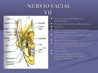 NNEERRVVIIOO FFAACCIIAALL 
VVIIII 
 SSaallee ddee llaa uunniióónn ddeell bbuullbboo yy llaa 
pprroottuubbeerraanncciiaa.. 
 PPaassaa ppoorr eell ccoonndduuccttoo aauuddiittiivvoo iinntteerrnnoo.. 
 SSeennssiittiivvoo:: 
 GGuussttoo ddee llooss tteerrcciiooss aanntteerriioorreess ddee llaa 
lleenngguuaa yy ppaallaaddaarr bbllaannddoo.. 
 GGeenneerraall ppaarrttee ddeell ooííddoo eexxtteerrnnoo ((ccoonncchhaa 
ddee llaa oorreejjaa)).. 
 MMoottoorr yy pprrooppiioocceeppttiivvoo:: 
 MMúússccuullooss ddee llaa eexxpprreessiióónn ffaacciiaall,, vviieennttrree 
ppoosstt ddeell ddii ggáássttrriiccoo,, eessttiilloo hhiiooiiddeeoo,, yy 
ooííddoo mmeeddiioo.. 
 PPaarraassiimmppááttiiccoo 
 PPaarraa llaass gglláánndduullaass ssuubbmmaaxxiillaarr,, 
ssuubblliinngguuaall,, llaaccrriimmaall,, ddee llaass ffoossaass 
nnaassaalleess,, yy eell ppaallaaddaarr.. 
 