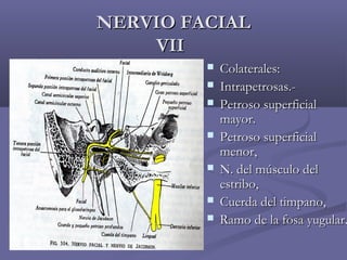 NNEERRVVIIOO FFAACCIIAALL 
VVIIII 
 PPaagg 440066 qquuiirroozz  CCoollaatteerraalleess:: 
 IInnttrraappeettrroossaass..-- 
 PPeettrroossoo ssuuppeerrffiicciiaall 
mmaayyoorr.. 
 PPeettrroossoo ssuuppeerrffiicciiaall 
mmeennoorr,, 
 NN.. ddeell mmúússccuulloo ddeell 
eessttrriibboo,, 
 CCuueerrddaa ddeell ttiimmppaannoo,, 
 RRaammoo ddee llaa ffoossaa yyuugguullaarr.. 
 