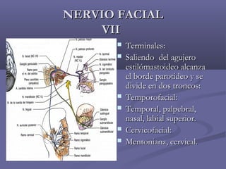 NNEERRVVIIOO FFAACCIIAALL 
VVIIII 
 TTeerrmmiinnaalleess:: 
 SSaalliieennddoo ddeell aagguujjeerroo 
eessttiillóómmaassttooiiddeeoo aallccaannzzaa 
eell bboorrddee ppaarroottiiddeeoo yy ssee 
ddiivviiddee eenn ddooss ttrroonnccooss:: 
 TTeemmppoorrooffaacciiaall:: 
 TTeemmppoorraall,, ppaallppeebbrraall,, 
nnaassaall,, llaabbiiaall ssuuppeerriioorr.. 
 CCeerrvviiccooffaacciiaall:: 
 MMeennttoonniiaannaa,, cceerrvviiccaall.. 
