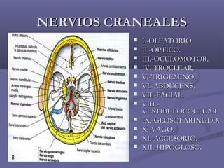 NNEERRVVIIOOSS CCRRAANNEEAALLEESS 
 II..--OOLLFFAATTOORRIIOO 
 IIII..--ÓÓPPTTIICCOO.. 
 IIIIII..--OOCCUULLOOMMOOTTOORR.. 
 IIVV..--TTRROOCCLLEEAARR.. 
 VV..--TTRRIIGGEEMMIINNOO.. 
 VVII..--AABBDDUUCCEENNSS.. 
 VVIIII..--FFAACCIIAALL.. 
 VVIIIIII..-- 
VVEESSTTIIBBUULLOOCCOOCCLLEEAARR.. 
 IIXX..--GGLLOOSSOOFFAARRIINNGGEEOO.. 
 XX..--VVAAGGOO.. 
 XXII..--AACCCCEESSOORRIIOO.. 
 XXIIII..--HHIIPPOOGGLLOOSSOO.. 
 