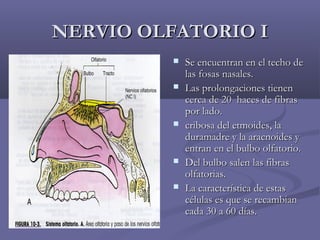 NNEERRVVIIOO OOLLFFAATTOORRIIOO II 
 SSee eennccuueennttrraann eenn eell tteecchhoo ddee 
llaass ffoossaass nnaassaalleess.. 
 LLaass pprroolloonnggaacciioonneess ttiieenneenn 
cceerrccaa ddee 2200 hhaacceess ddee ffiibbrraass 
ppoorr llaaddoo.. 
 ccrriibboossaa ddeell eettmmooiiddeess,, llaa 
dduurraammaaddrree yy llaa aarraaccnnooiiddeess yy 
eennttrraann eenn eell bbuullbboo oollffaattoorriioo.. 
 DDeell bbuullbboo ssaalleenn llaass ffiibbrraass 
oollffaattoorriiaass.. 
 LLaa ccaarraacctteerrííssttiiccaa ddee eessttaass 
ccéélluullaass eess qquuee ssee rreeccaammbbiiaann 
ccaaddaa 3300 aa 6600 ddííaass.. 
 