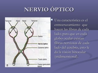 NNEERRVVIIOO ÓÓPPTTIICCOO 
 UUnnaa ccaarraacctteerrííssttiiccaa eess eell 
eennttrreeccrruuzzaammiieennttoo qquuee 
hhaacceenn llaass ffiibbrraass ddee ccaaddaa 
llaaddoo;; ppaarraa qquuee eenn ccaaddaa 
gglloobboo ooccuullaarr eexxiissttaann 
ffiibbrraass nneerrvviioossaass ddee ccaaddaa 
llaaddoo ddeell cceerreebbrroo,, eessttoo llee 
ddaa llaa vviissiióónn bbiinnooccuullaarr 
((ttrriiddiimmeennssiioonnaall)).. 
 