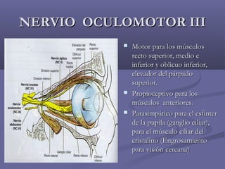 NNEERRVVIIOO OOCCUULLOOMMOOTTOORR IIIIII 
 MMoottoorr ppaarraa llooss mmúússccuullooss 
rreeccttoo ssuuppeerriioorr,, mmeeddiioo ee 
iinnffeerriioorr yy oobblliiccuuoo iinnffeerriioorr,, 
eelleevvaaddoorr ddeell ppáárrppaaddoo 
ssuuppeerriioorr.. 
 PPrrooppiioocceeppttiivvoo ppaarraa llooss 
mmúússccuullooss aanntteerriioorreess.. 
 PPaarraassiimmppááttiiccoo ppaarraa eell eessffíínntteerr 
ddee llaa ppuuppiillaa ((ggaanngglliioo cciilliiaarr)),, 
ppaarraa eell mmúússccuulloo cciilliiaarr ddeell 
ccrriissttaalliinnoo ((EEnnggrroossaammiieennttoo 
ppaarraa vviissiióónn cceerrccaannaa)) 
 