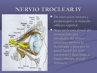 NNEERRVVIIOO TTRROOCCLLEEAARR IIVV 
 DDaa iinneerrvvaacciióónn mmoottoorraa yy 
pprrooppiioocceeppttiivvaa aall mmúússccuulloo 
oobblliiccuuoo ssuuppeerriioorr.. 
 NNaaccee eenn llaa ccaarraa ddoorrssaall ddeell 
mmeesseennccééffaalloo ggiirraa 
aallrrrreeddeeddoorr ddeell ttrroonnccoo 
eenncceeffaalliiccoo ppeerrffoorraa llaa 
dduurraammaaddrree yy ppaassaa ppoorr llaa 
ppaarreedd llaatteerraall ddeell sseennoo 
ccaavveerrnnoossoo yy lllleeggaa hhaassttaa llaa 
ffiissuurraa oorrbbiittaarriiaa llaa ccuuaall 
aattrraavviieezzaa.. 
 