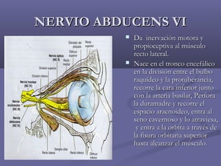 NNEERRVVIIOO AABBDDUUCCEENNSS VVII 
 DDaa iinneerrvvaacciióónn mmoottoorraa yy 
pprrooppiioocceeppttiivvaa aall mmúússccuulloo 
rreeccttoo llaatteerraall.. 
 NNaaccee eenn eell ttrroonnccoo eenncceeffáálliiccoo 
eenn llaa ddiivviissiióónn eennttrree eell bbuullbboo 
rraaqquuííddeeoo yy llaa pprroottuubbeerraanncciiaa,, 
rreeccoorrrree llaa ccaarraa iinnffeerriioorr jjuunnttoo 
ccoonn llaa aarrtteerriiaa bbaassiillaarr,, PPeerrffoorraa 
llaa dduurraammaaddrree yy rreeccoorrrree eell 
eessppaacciioo aarraaccnnooiiddeeoo,, eennttrraa aall 
sseennoo ccaavveerrnnoossoo yy lloo aattrraavviieessaa,, 
yy eennttrraa aa llaa oorrbbiittaa aa ttrraavvééss ddee 
llaa ffiissuurraa oorrbbiittaarriiaa ssuuppeerriioorr 
hhaassttaa aallccaannzzaarr eell mmúússccuulloo.. 
 