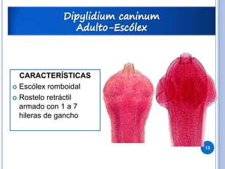 13 
CARACTERÍSTICAS 
 Escólex romboidal 
 Rostelo retráctil 
armado con 1 a 7 
hileras de gancho 
 