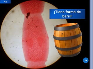 24 
¡Tiene forma de 
barril! 
4x 
 