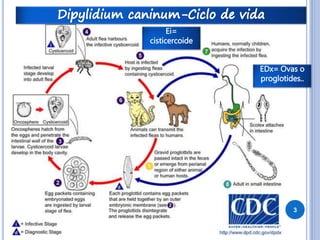 3 
Ei= 
cisticercoide 
EDx= Ovas o 
proglotides.. 
 