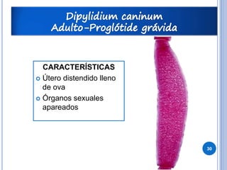 30
CARACTERÍSTICAS
Útero distendido lleno
de ova
Órganos sexuales
apareados