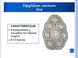 CARACTERÍSTICAS
Empaquetados y
envueltos con cápsula
ovígera
8-15 huevos
4