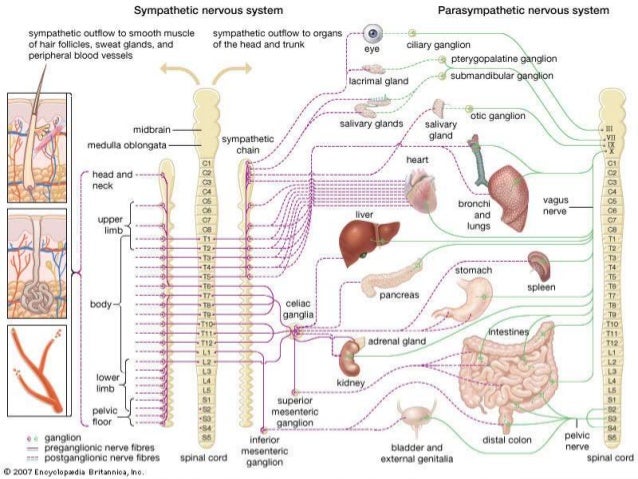 Autonomic nervous system in psychiatry
