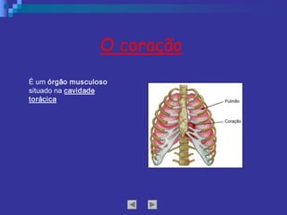 É um órgão musculoso 
situado na cavidade 
torácica 
O coração
 