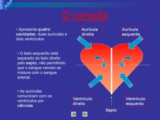 • Apresenta quatro 
cavidades: duas aurículas e 
dois ventrículos 
Aurícula 
direita 
Aurícula 
esquerda 
Ventrículo 
direito 
Ventrículo 
esquerdo 
O coração 
• O lado esquerdo está 
separado do lado direito 
pelo septo, não permitindo 
que o sangue venoso se 
misture com o sangue 
arterial. 
Septo 
• As aurículas 
comunicam com os 
ventrículos por 
válvulas
 