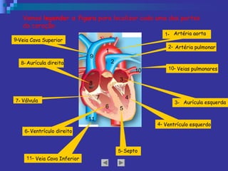 1 
3 
4 
5 
2 
9 
8 
7 
6 
10 
11 
Vamos legendar a figura para localizar cada uma das partes
do coração: 
1­  Artéria aorta 
2­  Artéria pulmonar 
3­  Aurícula esquerda 
10­ Veias pulmonares 
4­ Ventrículo esquerdo 
5­ Septo 
6­ Ventrículo direito 
11­ Veia Cava Inferior 
7­ Válvula 
8­ Aurícula direita 
9­Veia Cava Superior
 