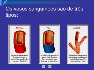Os vasos sanguíneos são de três 
tipos:
 