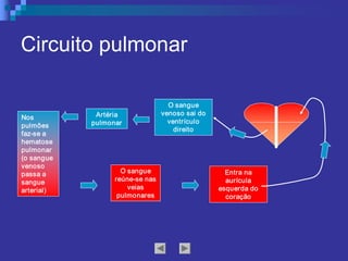 Circuito pulmonar 
O sangue 
venoso sai do 
ventrículo 
direito 
Artéria 
pulmonar 
Nos 
pulmões 
faz­se a 
hematose 
pulmonar 
(o sangue 
venoso 
passa a 
sangue 
arterial) 
Entra na 
aurícula 
esquerda do 
coração 
O sangue 
reúne­se nas 
veias 
pulmonares
 