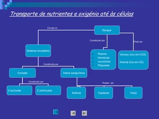 Sangue 
Sistema circulatório 
n  Plasma 
n  Hemácias 
n  Leucócitos 
n  Plaquetas 
Coração  Vasos sanguíneos 
Venoso (rico em CO2) 
Arterial (rico em O2) 
Artérias  Capilares  Veias 
2 aurículas  2 ventrículos 
Transporte de nutrientes e oxigénio até às células 
Circula no 
Pode ser 
Constituído por 
Constituído por 
Podem  ser 
Constituído por
 