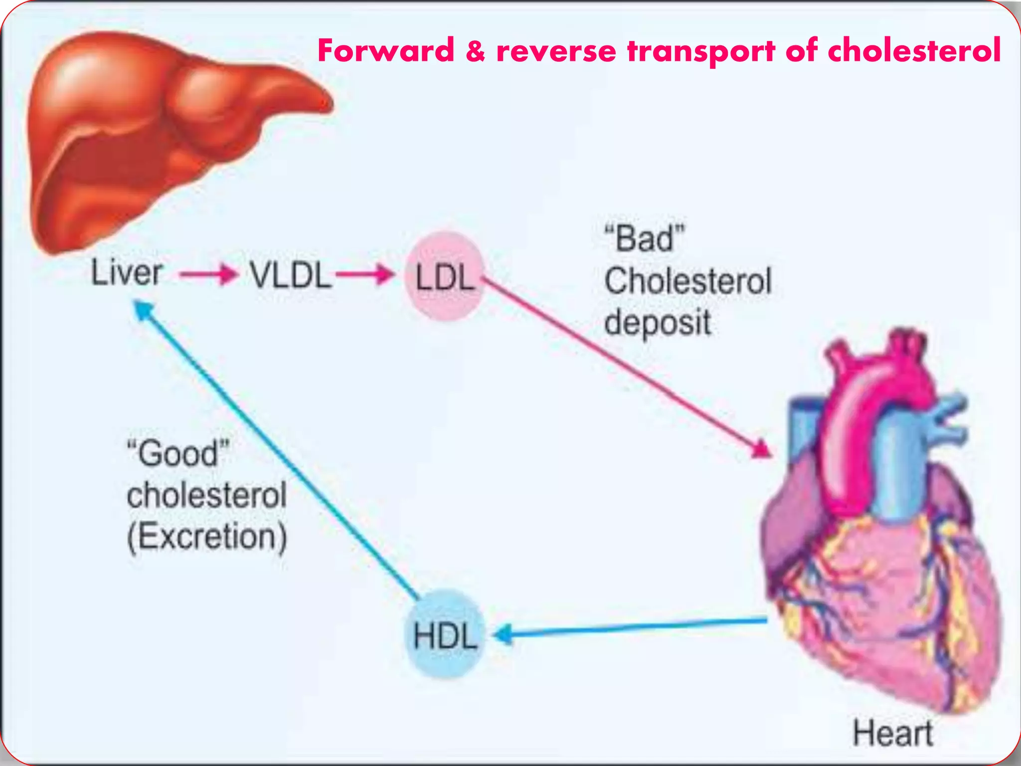 Forward & reverse transport of cholesterol
 