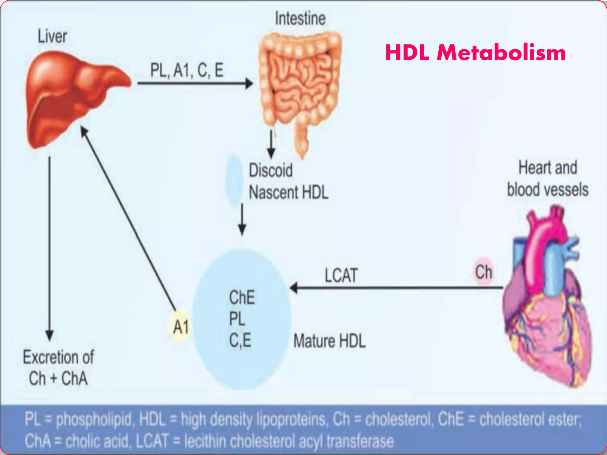 HDL Metabolism
 