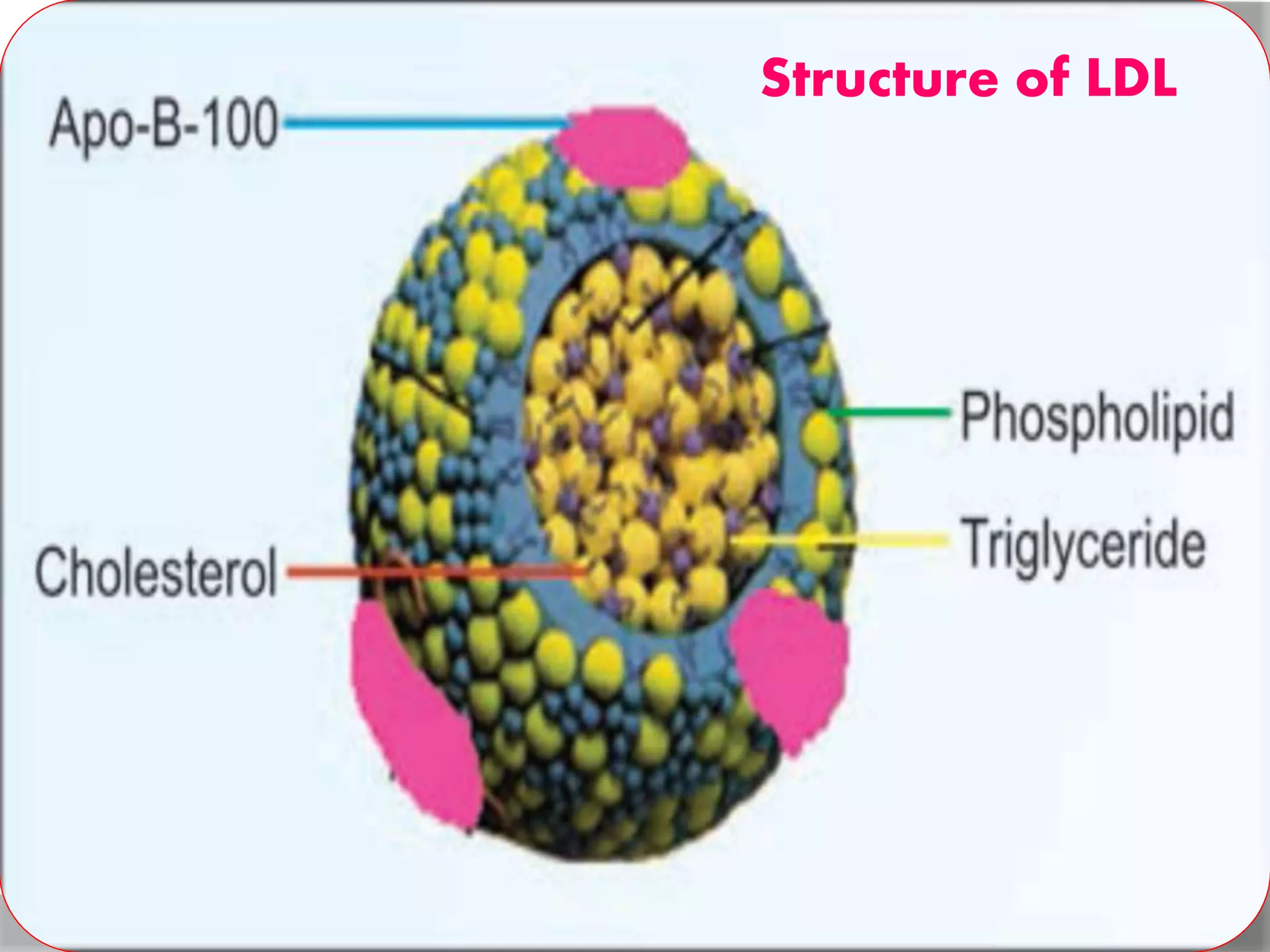 Structure of LDL
 