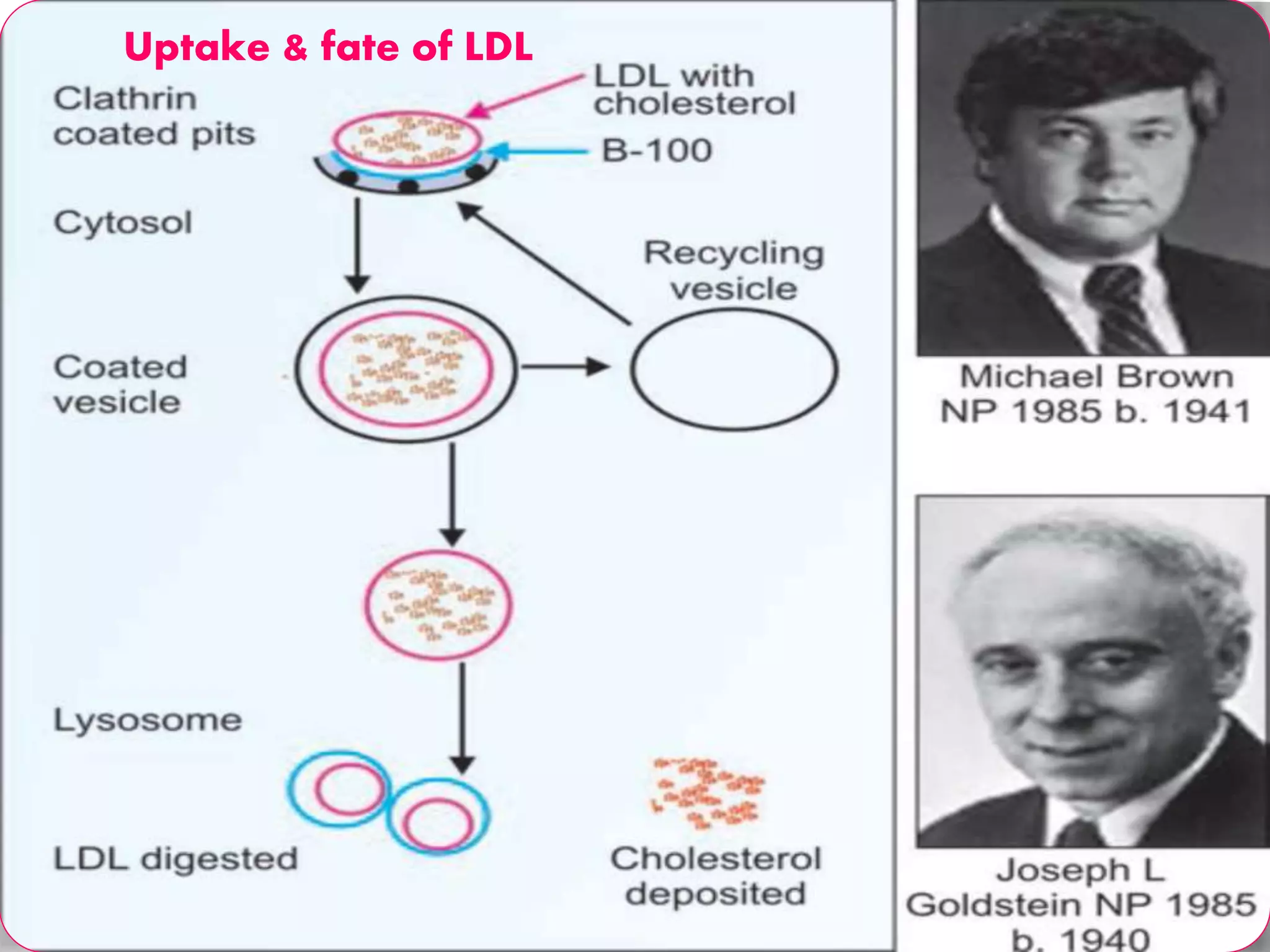 Uptake & fate of LDL
 