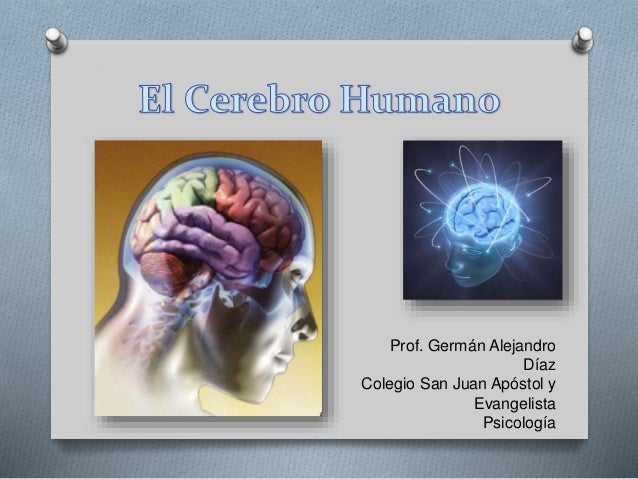 el cerebro humano psicologia el cerebro humano psicologia
