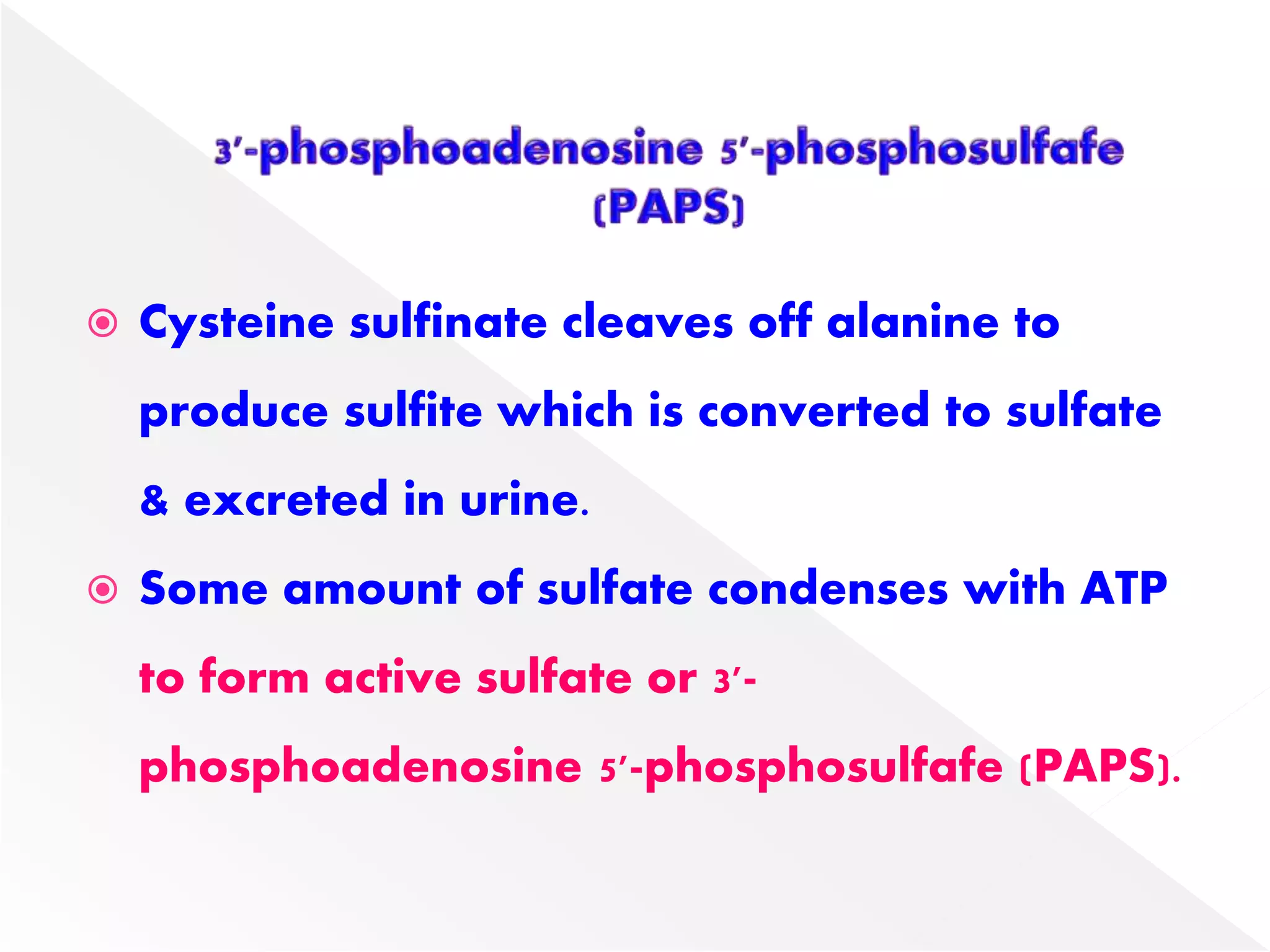  Cysteine sulfinate cleaves off alanine to
produce sulfite which is converted to sulfate
& excreted in urine.
 Some amount of sulfate condenses with ATP
to form active sulfate or 3'-
phosphoadenosine 5'-phosphosulfafe (PAPS).
 
