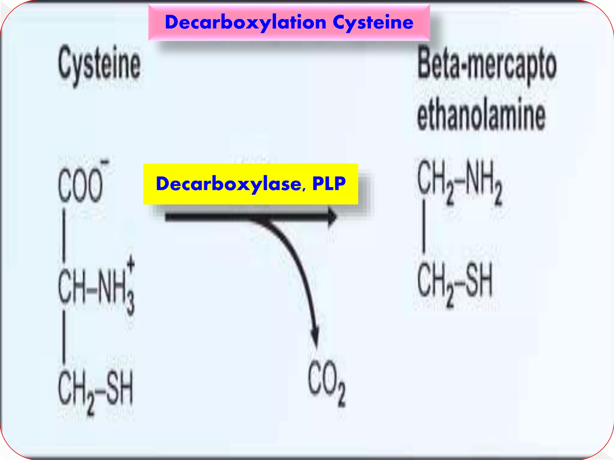 Decarboxylation Cysteine
Decarboxylase, PLP
 
