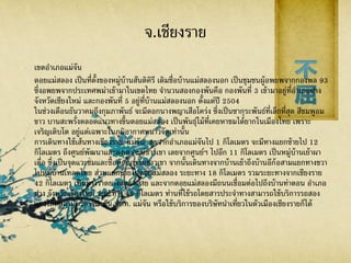 จ.เชียงราย
เขตอาเภอแม่จัน
ดอยแม่สลอง เป็นที่ตั้งของหมู่บ้านสันติคิรี เดิมชื่อบ้านแม่สลองนอก เป็นชุมชนผู้อพยพจากกองพล 93
ซึ่งอพยพจากประเทศพม่าเข้ามาในเขตไทย จานวนสองกองพันคือ กองพันที่ 3 เข้ามาอยู่ที่อาเภอฝาง
จังหวัดเชียงใหม่ และกองพันที่ 5 อยู่ที่บ้านแม่สลองนอก ตั้งแต่ปี 2504
ในช่วงเดือนธันวาคมถึงกุมภาพันธ์ จะมีดอกนางพญาเสือโคร่ง ซึ่งเป็นซากุระพันธ์ที่เล็กที่สุด สีชมพูอม
ขาว บานสะพรั่งตลอดแนวทางขึ้นดอยแม่สลอง เป็นพันธุ์ไม้ที่เคยหาชมได้ยากในเมืองไทย เพราะ
เจริญเติบโต อยู่แต่เฉพาะในภูมิอากาศหนาวจัดเท่านั้น
การเดินทางใช้เส้นทางเชียงราย-แม่จัน เลยจากอาเภอแม่จันไป 1 กิโลเมตร จะมีทางแยกซ้ายไป 12
กิโลเมตร ถึงศูนย์พัฒนาและสงเคราะห์ชาวเขา เลยจากศูนย์ฯ ไปอีก 11 กิโลเมตร เป็นหมู่บ้านเย้าผา
เดื่อ ซึ่งเป็นจุดแวะชมและซื้อหัตถกรรมชาวเขา จากนั้นเดินทางจากบ้านเย้าถึงบ้านอีก้อสามแยกทางขวา
ไปหมู่บ้านเทอดไทย ส่วนแยกซ้ายไปดอยแม่สลอง ระยะทาง 18 กิโลเมตร รวมระยะทางจากเชียงราย
42 กิโลเมตร เป็นทางราดยางตลอดสาย และจากดอยแม่สลองมีถนนเชื่อมต่อไปถึงบ้านท่าตอน อาเภอ
ฝาง จังหวัดเชียงใหม่ ระยะทาง 45 กิโลเมตร ท่านที่ใช้รถโดยสารประจาทางสามารถใช้บริการรถสอง
แถวได้ที่สถานีบริการน้ามัน ปตท. แม่จัน หรือใช้บริการของบริษัทนาเที่ยวในตัวเมืองเชียงรายก็ได้
 