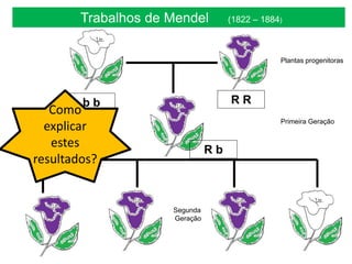 Trabalhos de Mendel (1822 – 1884)
Plantas progenitoras
Primeira Geração
Segunda
Geração
R Rb b
R b
Como
explicar
estes
resultados?
 