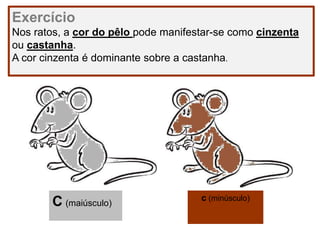 Exercício
Nos ratos, a cor do pêlo pode manifestar-se como cinzenta
ou castanha.
A cor cinzenta é dominante sobre a castanha.
C (maiúsculo)
c (minúsculo)
 