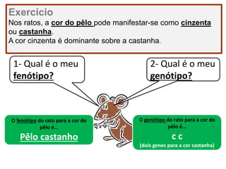 Exercício
Nos ratos, a cor do pêlo pode manifestar-se como cinzenta
ou castanha.
A cor cinzenta é dominante sobre a castanha.
1- Qual é o meu
fenótipo?
O fenótipo do rato para a cor do
pêlo é…
Pêlo castanho
2- Qual é o meu
genótipo?
O genótipo do rato para a cor do
pêlo é…
c c
(dois genes para a cor castanha)
 